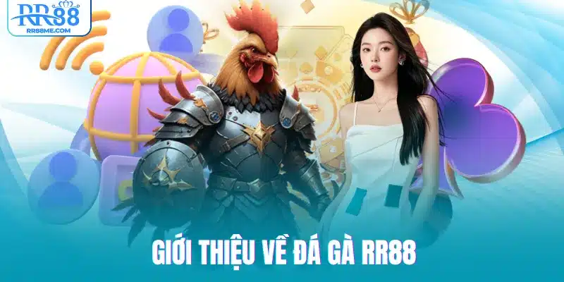 Giới thiệu về đá gà RR88